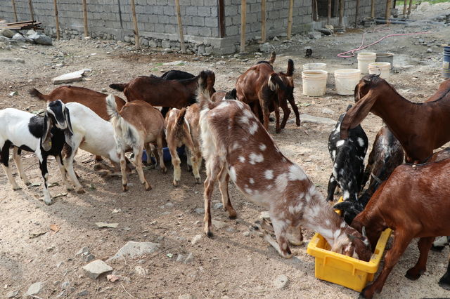 विदेशबाट घर फर्किएर बाख्रापालन